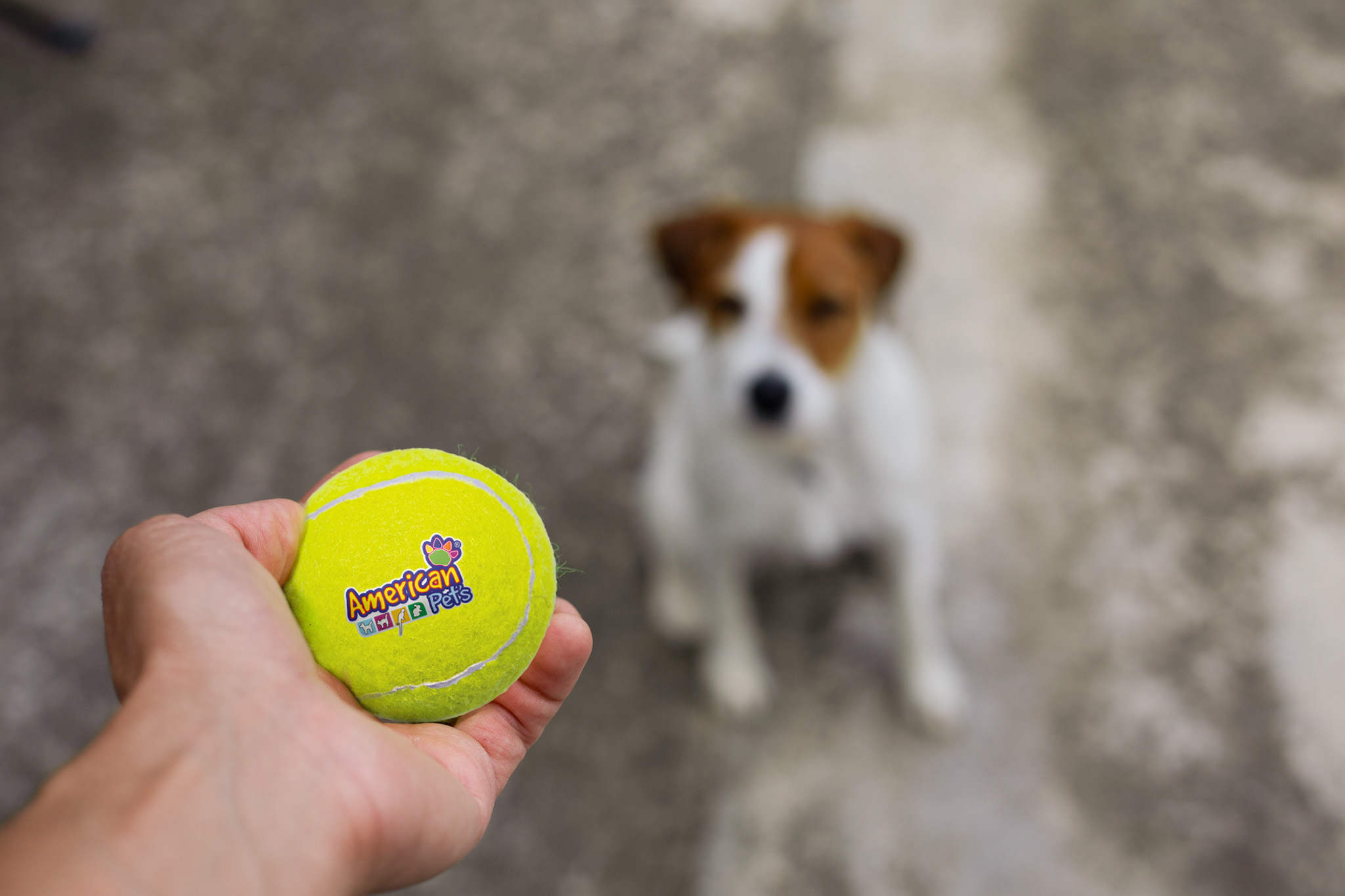 Pet Chew Toy Tennis Ball