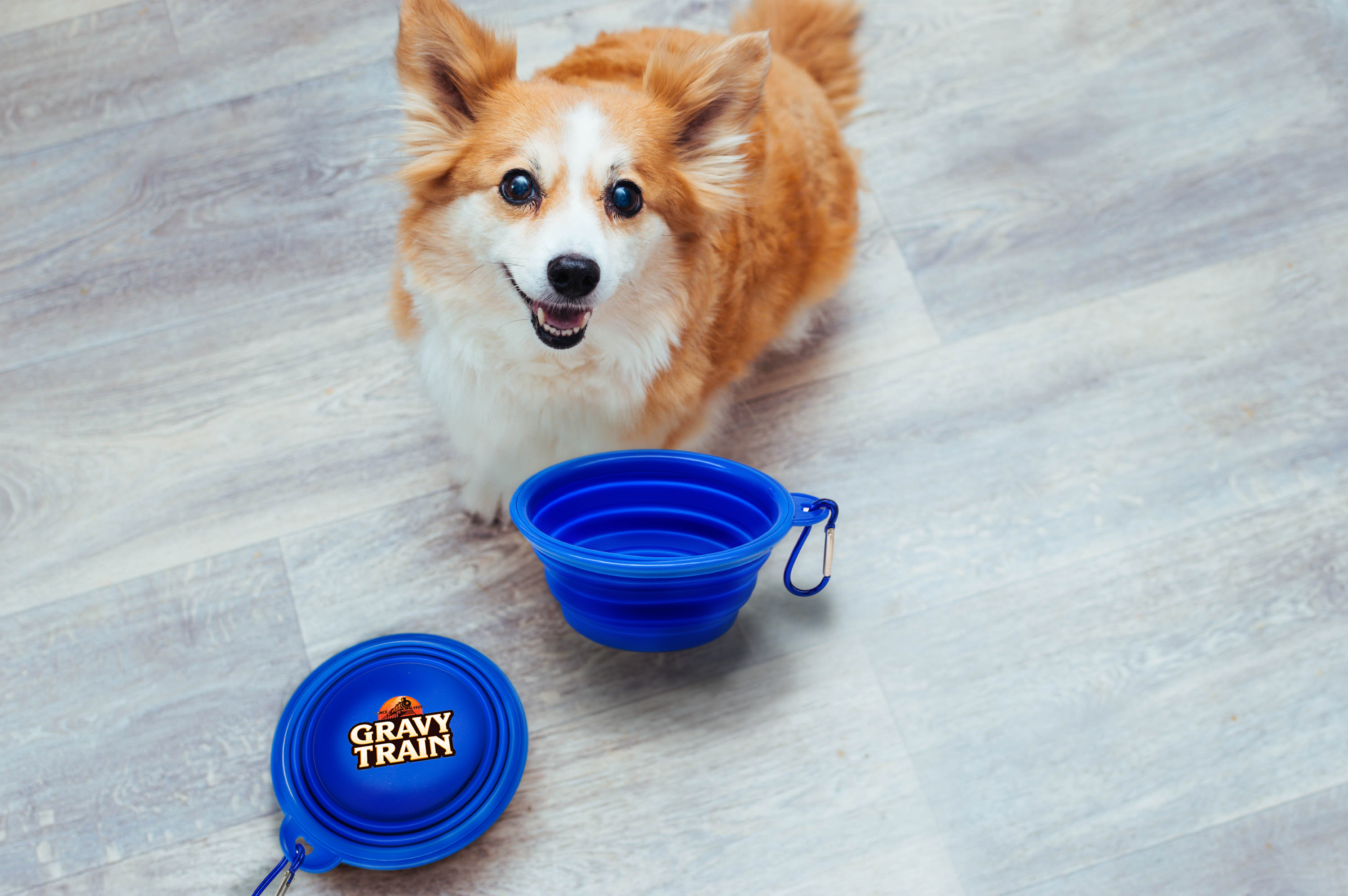 Pack A Pet Bowl Full Color (Air Freight)