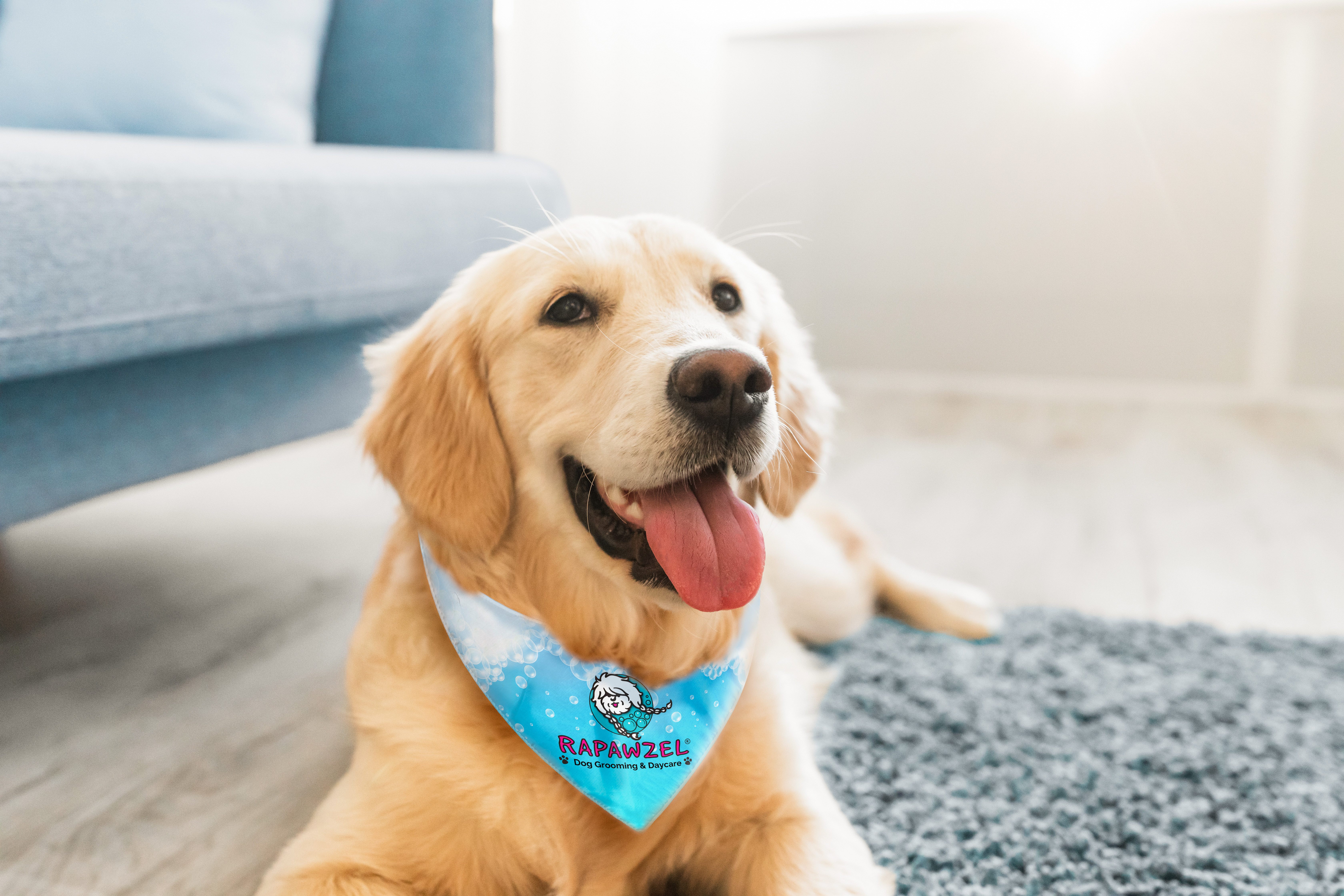 rPET Full Color Sublimated Pet Bandana - Small